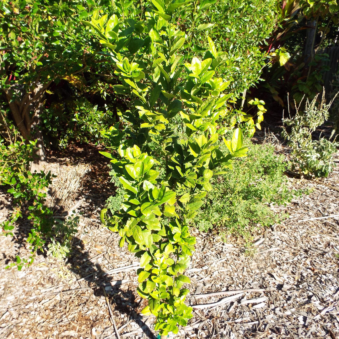 Citrus x aurantiifolia ~ Mexican Lime, Key Lime-ServeScape