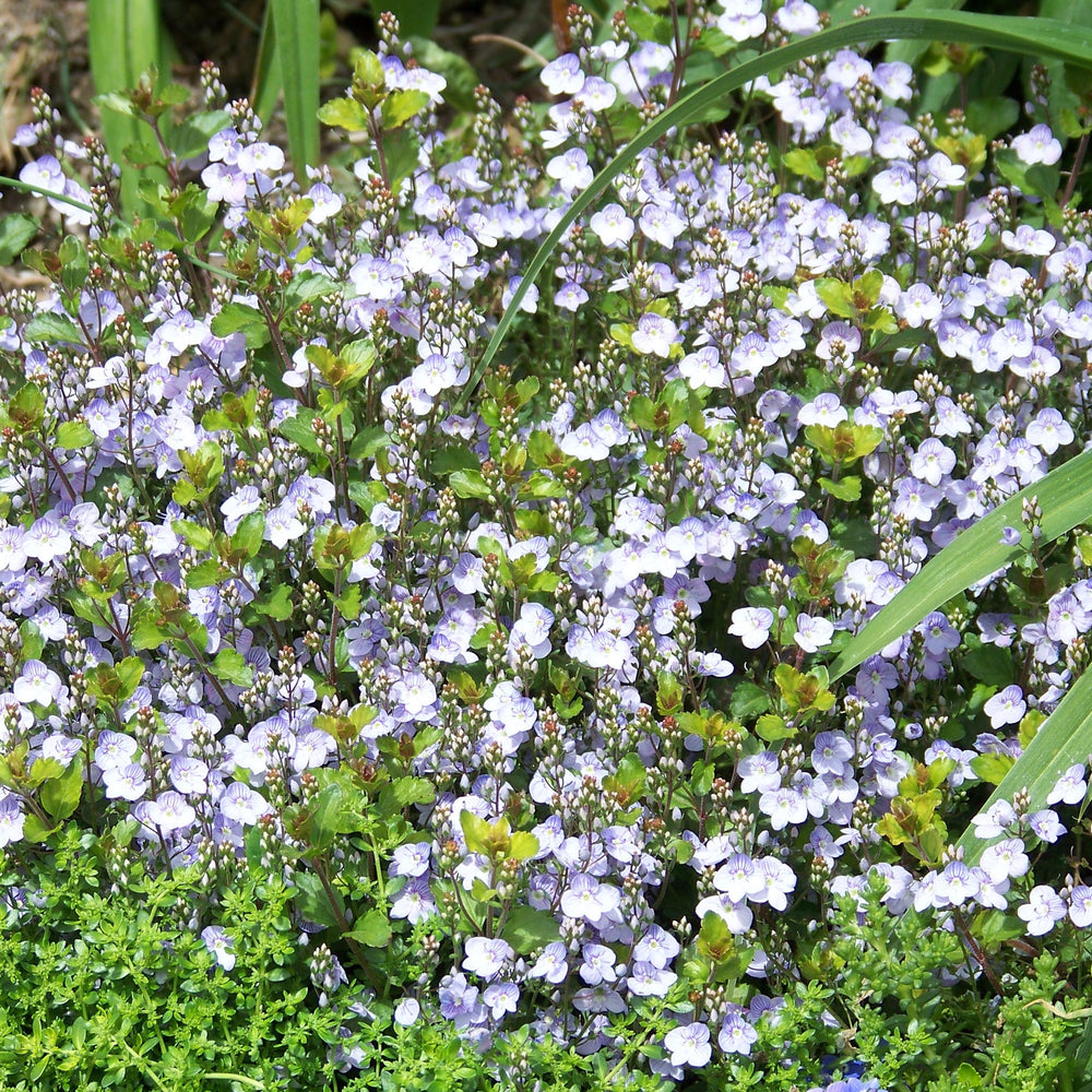 Veronica 'Waterperry Blue' ~ Waterperry Blue Veronica-ServeScape