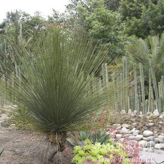 Dasylirion longissimum ~ Monrovia® Mexican Grass Tree-ServeScape
