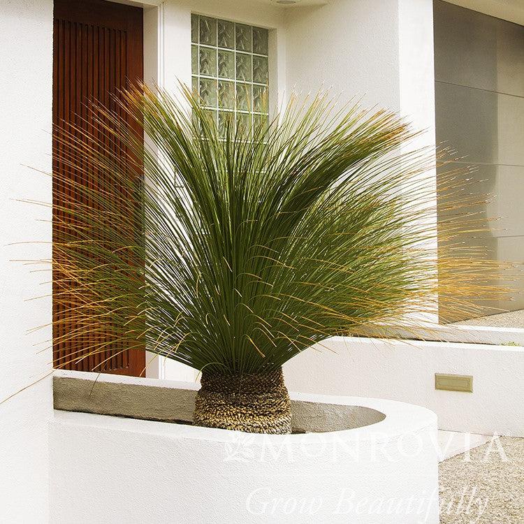 Dasylirion longissimum ~ Monrovia® Mexican Grass Tree-ServeScape