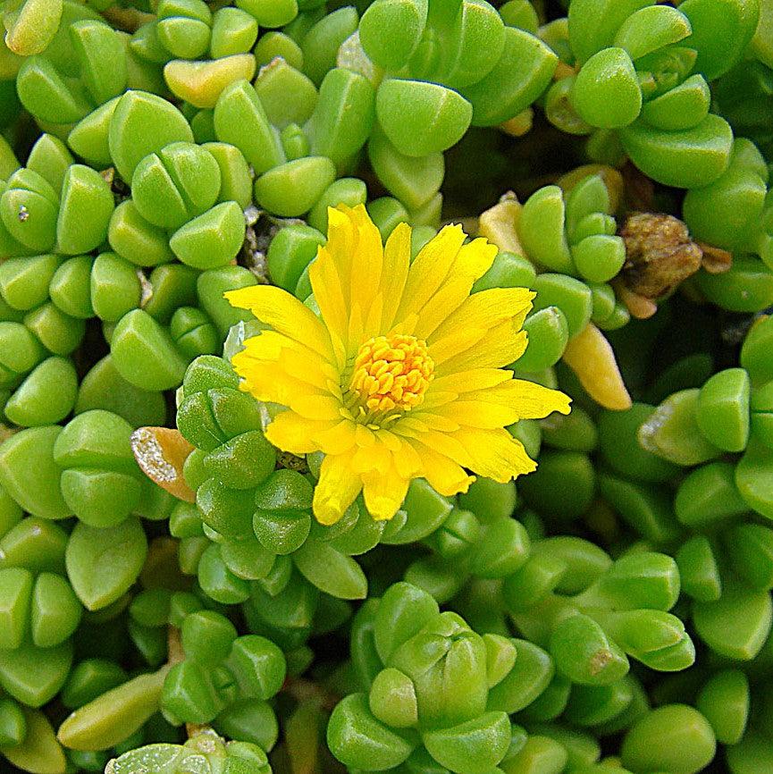 Delosperma nubigenum ~ Yellow Ice Plant-ServeScape