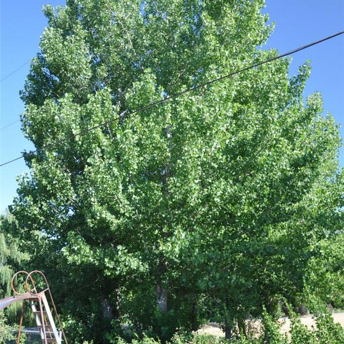 Ginkgo biloba 'Shangri-La' ~ Shangri-La Ginkgo-ServeScape