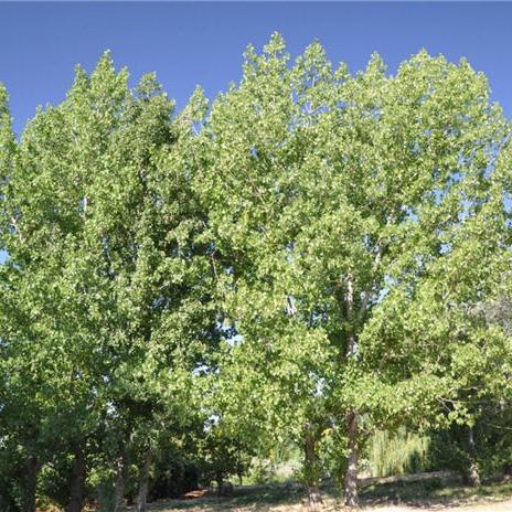 Ginkgo biloba 'Shangri-La' ~ Shangri-La Ginkgo-ServeScape