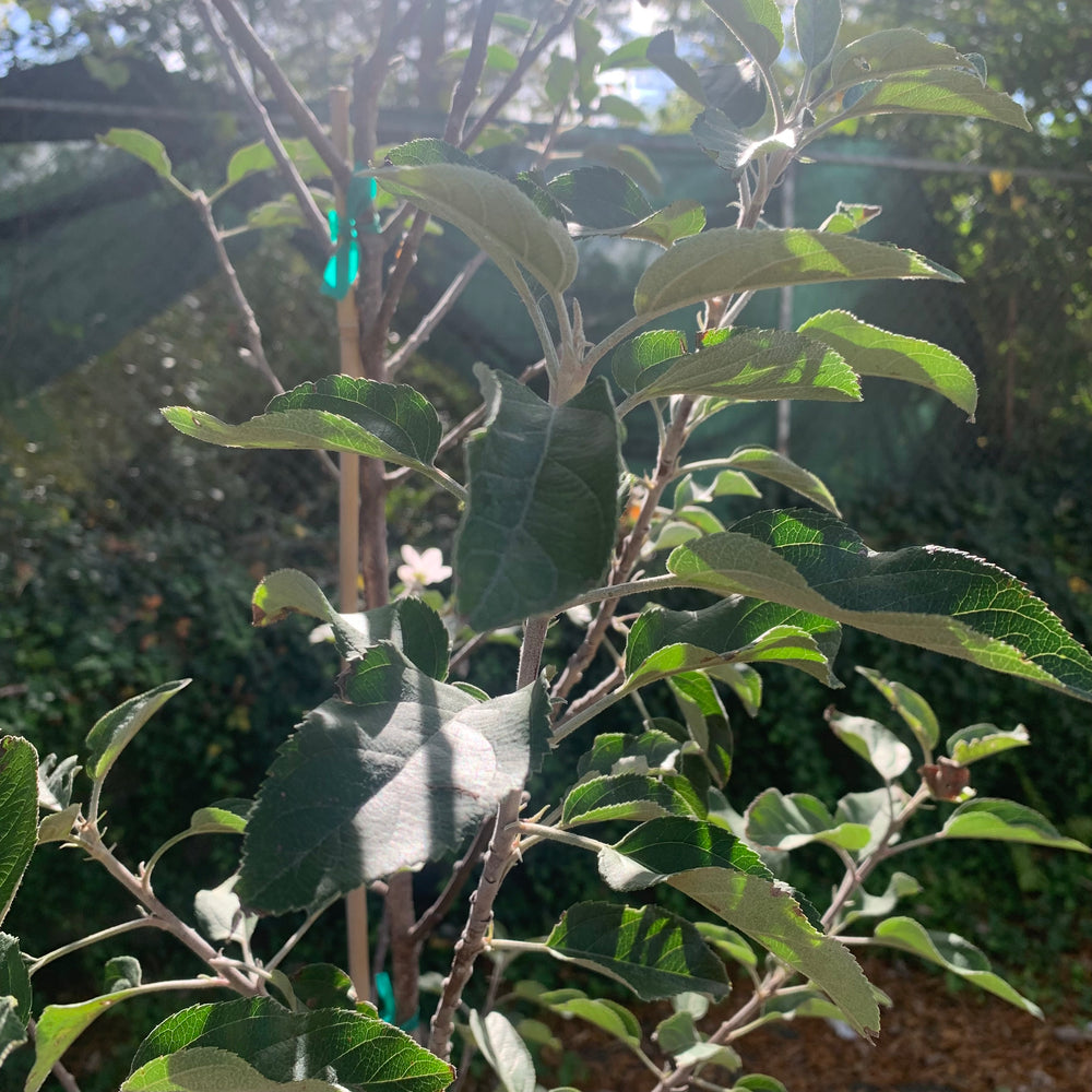 Malus pumila 'Fuji' ~ Fuji Apple-ServeScape