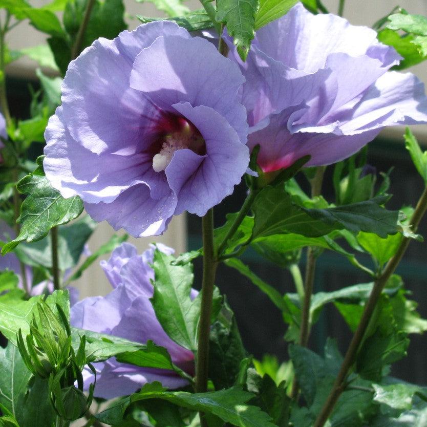 Hibiscus syriacus 'Marina' PP12680 ~ Blue Satin® Rose of Sharon-ServeScape