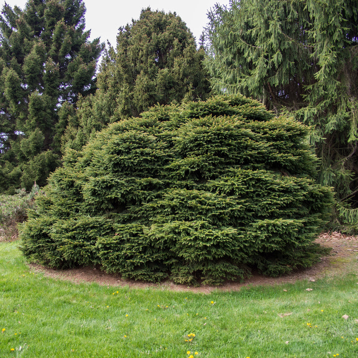 Picea abies 'Nidiformis' ~ Bird's Nest Spruce-ServeScape