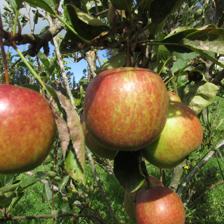 Malus domestica 'Braeburn' ~ Braeburn Apple-ServeScape