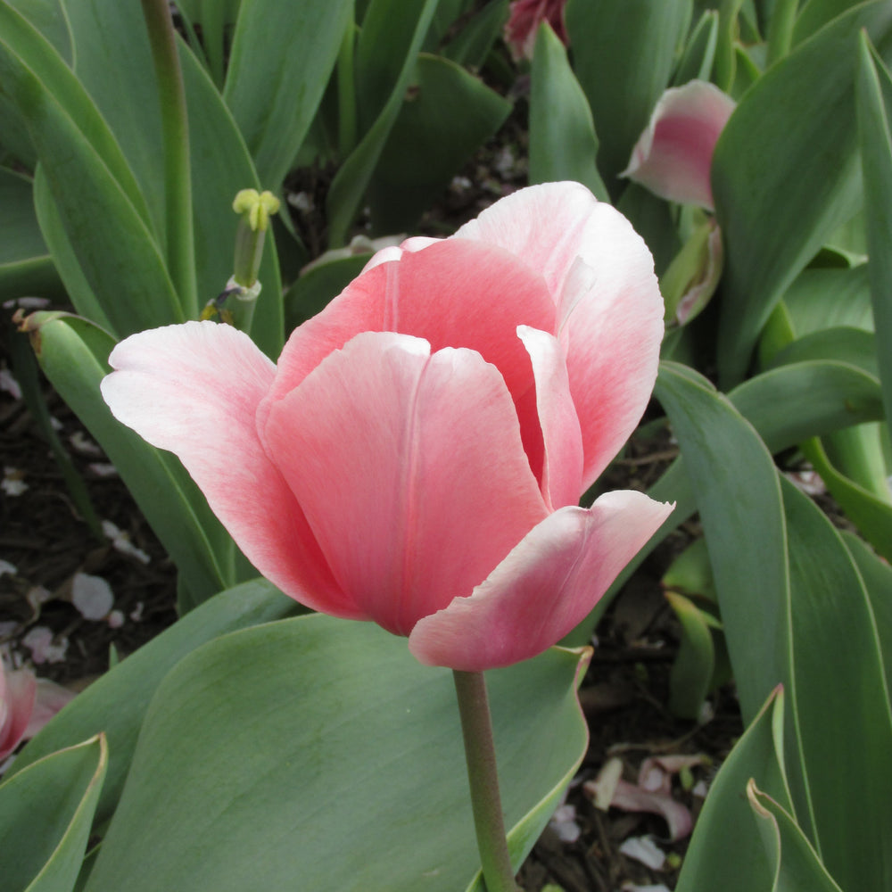 Tulipa 'Pink Impression' ~ Pink Impression Tulip, Darwin Hybrid-ServeScape