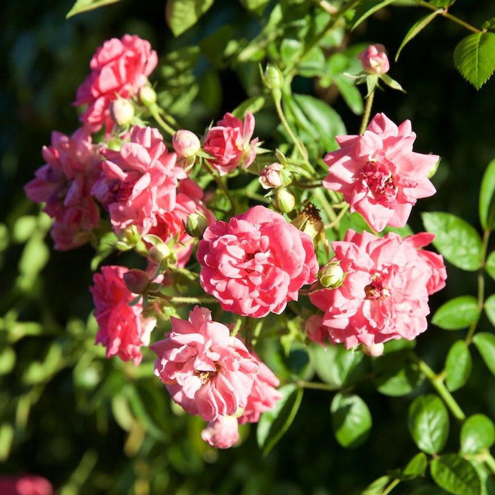 Rosa Climbing 'Peggy Martin' ~ Peggy Martin Climbing Rose-ServeScape