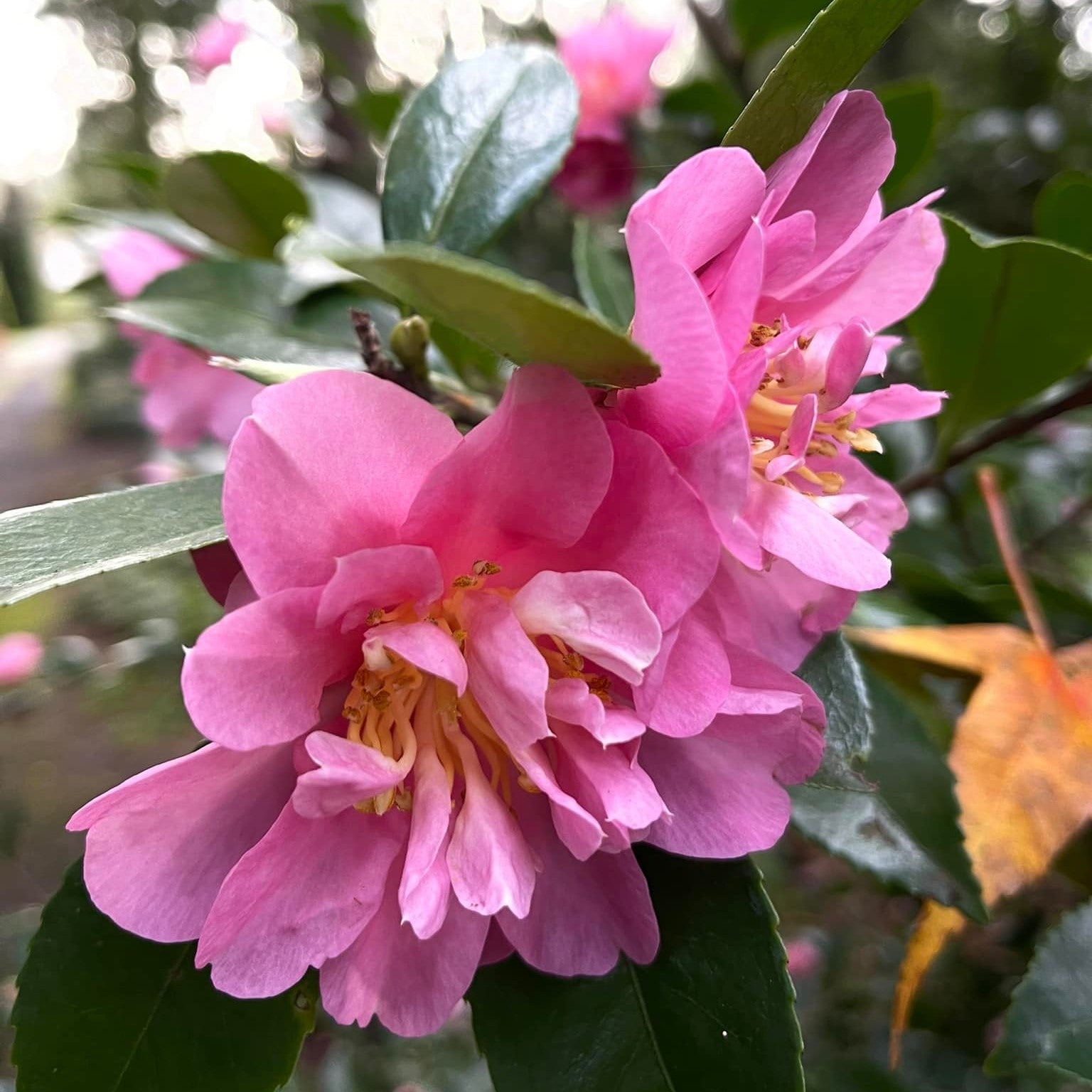 Camellia sasanqua 'Showa-No-Sakae' ~ Showa No Sakae Camellia-ServeScape