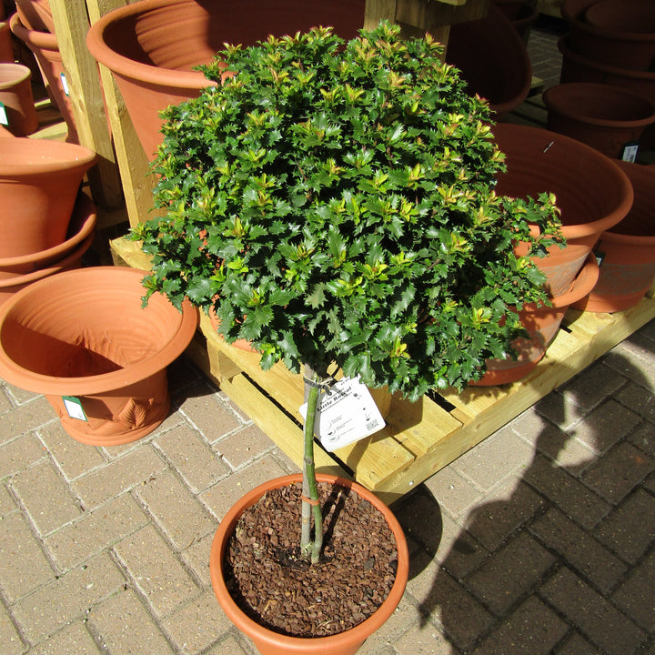 Ilex x meserveae 'Mondo' ~ Little Rascal® Holly-ServeScape