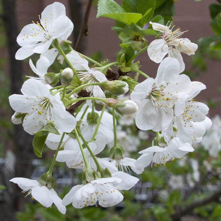 Prunus cerasus 'Montmorency' ~ Montmorency Cherry Tree-ServeScape