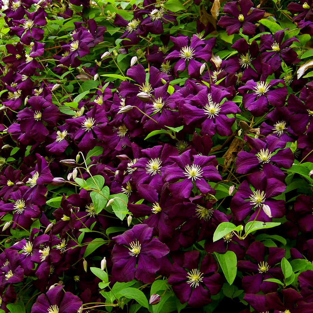 Clematis 'Jackmanii Superba' ~ Jackmanii Superba Clematis-ServeScape