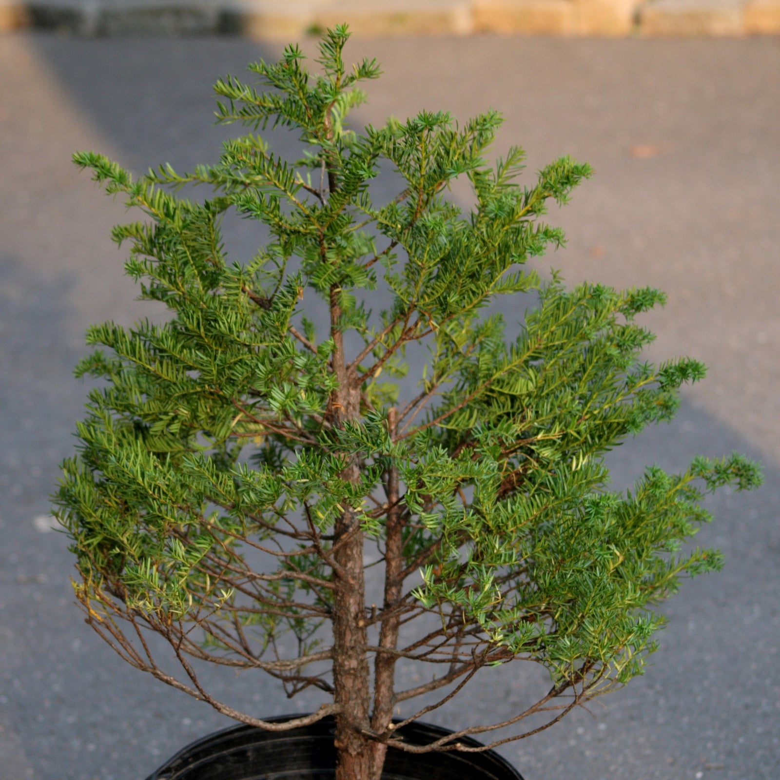 Taxus cuspidata 'Capitata' ~ Capitata Japanese Yew-ServeScape