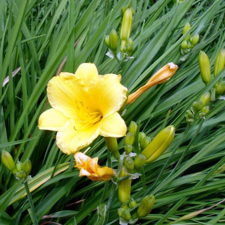 Hemerocallis 'WF479' ~ Evergreen Stella Daylily-ServeScape