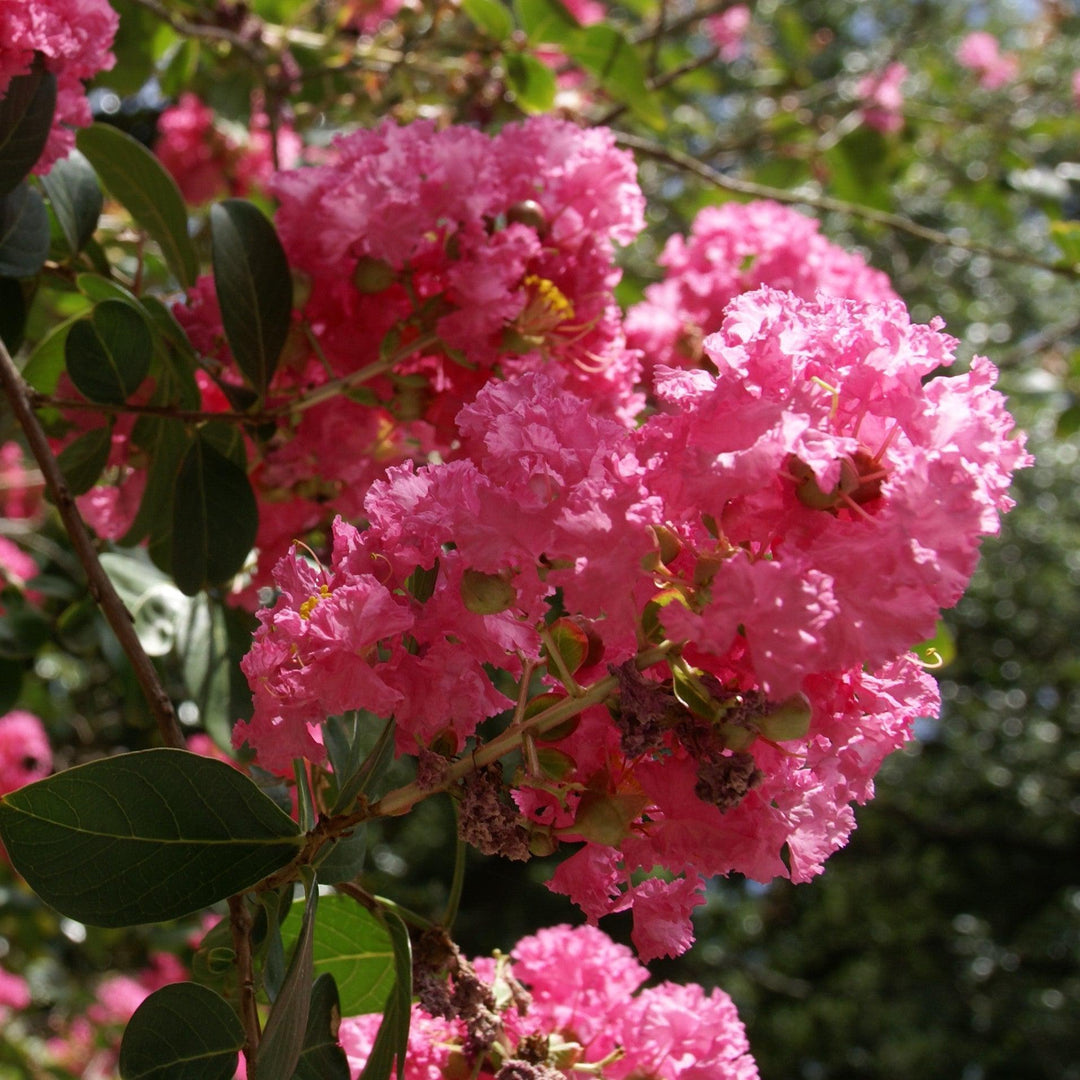 Lagerstroemia indica 'HOCH266' ~ Summerlasting™ Strawberry Crape Myrtle-ServeScape