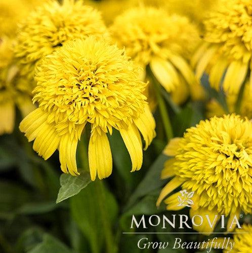 Echinacea 'Lemon' ~ Monrovia® Sunny Days™ Lemon Coneflower-ServeScape