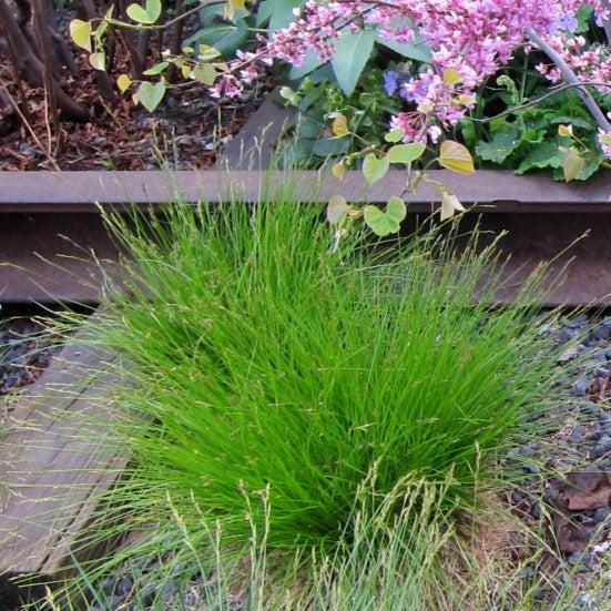 Carex eburnea ~ Bristle-leafed Sedge-ServeScape