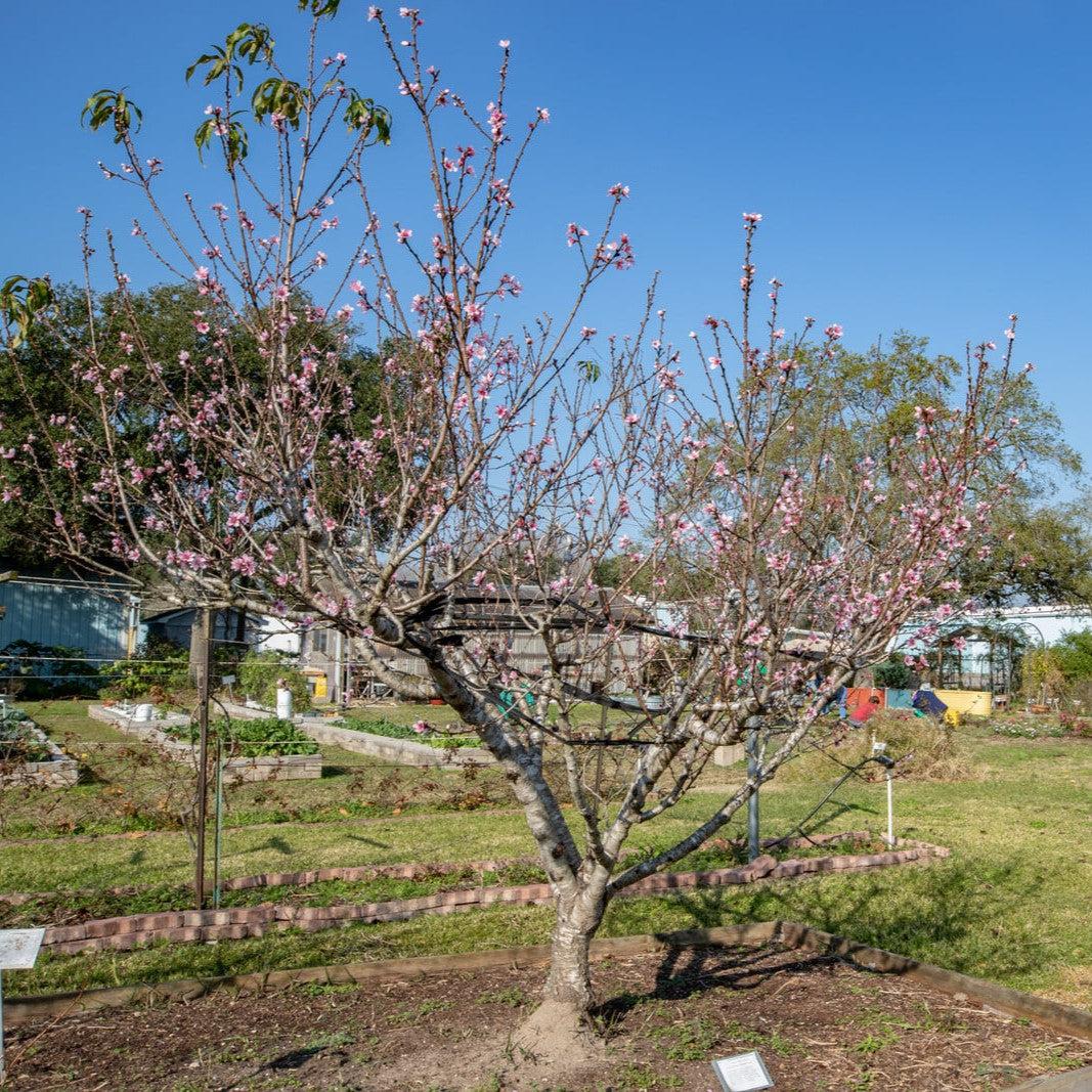 Prunus persica 'Tropic Snow' ~ Tropic Snow Peach-ServeScape