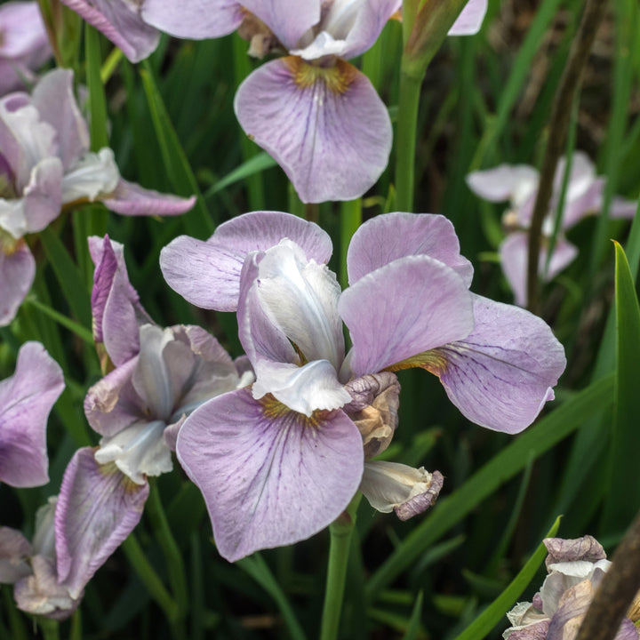 Iris sibirica 'Lavender Bounty' ~ Lavender Bounty Siberian Iris-ServeScape