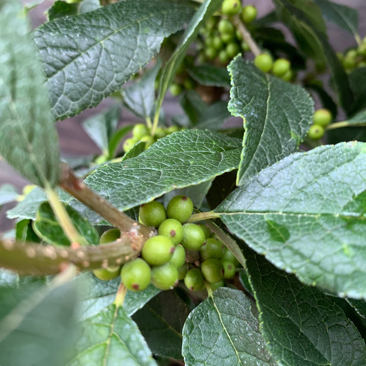 Ilex verticillata 'Winter Red' ~ Winter Red Winterberry-ServeScape