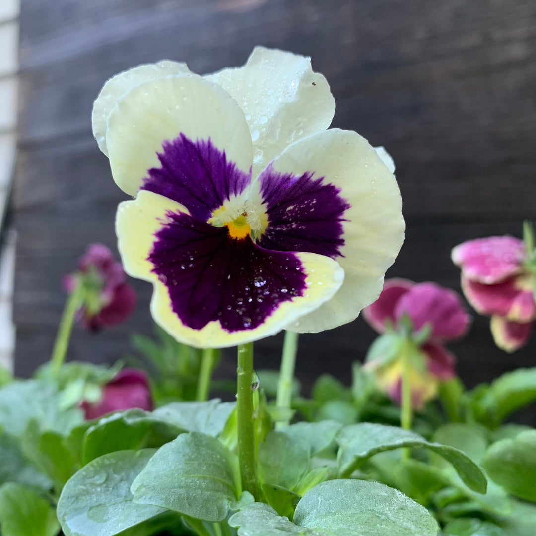 Viola x wittrockiana 'PAS912390' ~ Spring Matrix™ Pink Shades Pansy-ServeScape