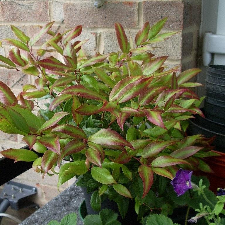 Leucothoe fontanesiana 'Zeblid' ~ Scarletta® Leucothoe-ServeScape