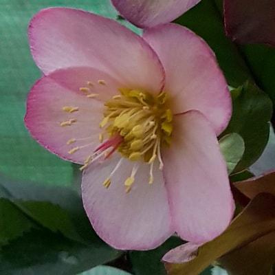 Helleborus x glandorfensis 'Ice N' Roses Ealry Rose' ~ HGC® Ice N' Roses Early Rose Hellebore-ServeScape