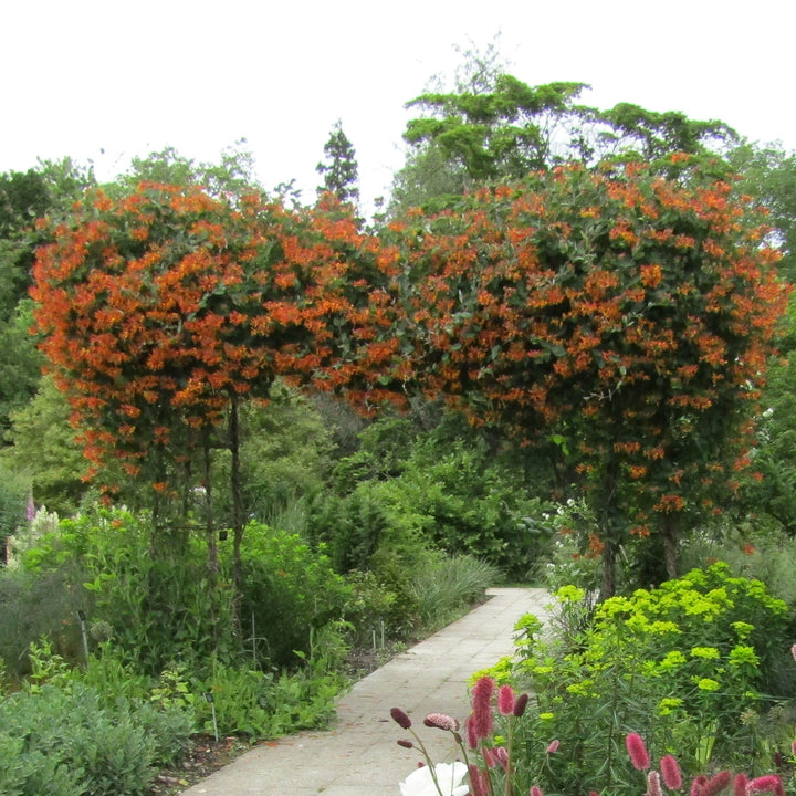 Lonicera 'Mandarin' ~ Mandarin Honeysuckle-ServeScape