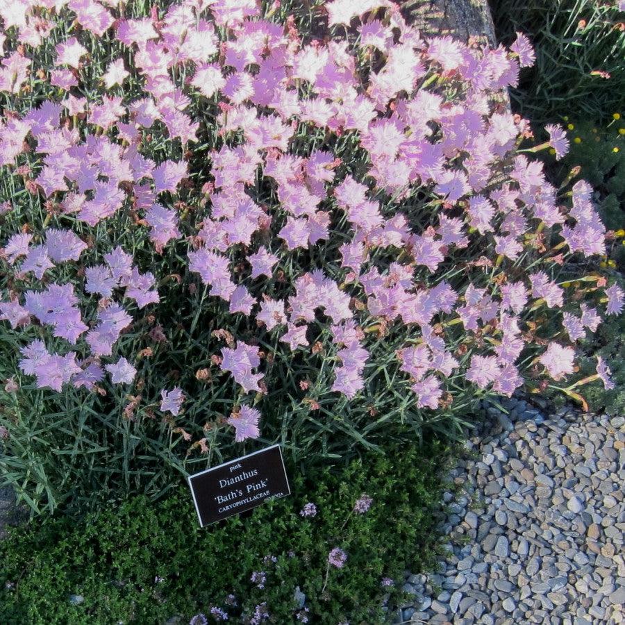 Dianthus 'Bath's Pink' ~ Bath's Pink Dianthus-ServeScape