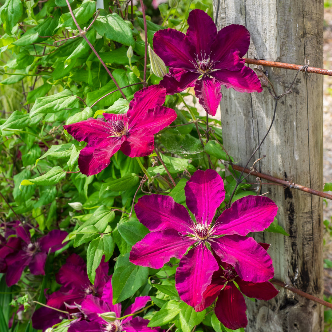 Clematis 'Westerplatte' ~ Westerplatte Clematis-ServeScape