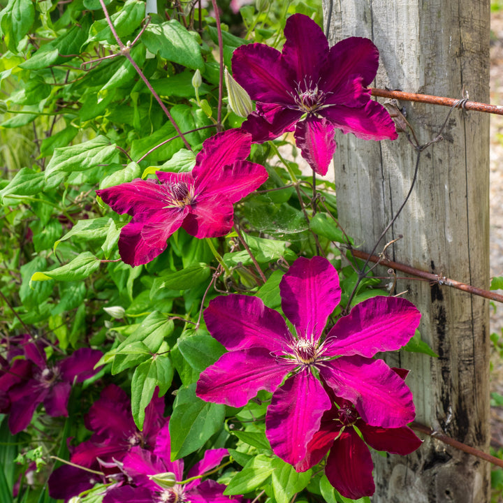 Clematis 'Westerplatte' ~ Westerplatte Clematis-ServeScape