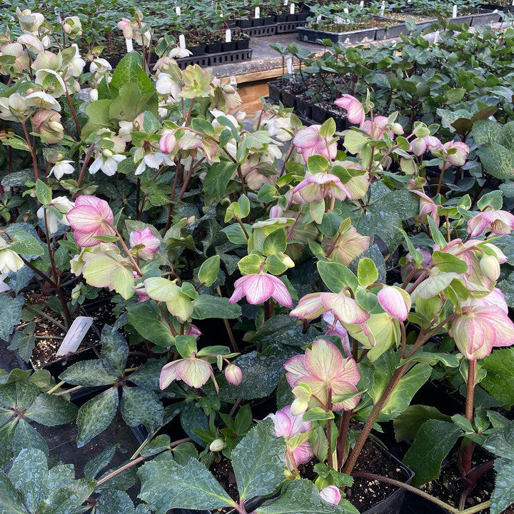 Helleborus x glandorfensis 'Ice N' Roses Ealry Rose' ~ HGC® Ice N' Roses Early Rose Hellebore-ServeScape