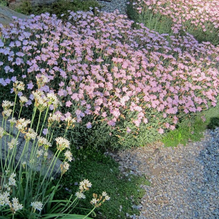 Dianthus 'Bath's Pink' ~ Bath's Pink Dianthus-ServeScape