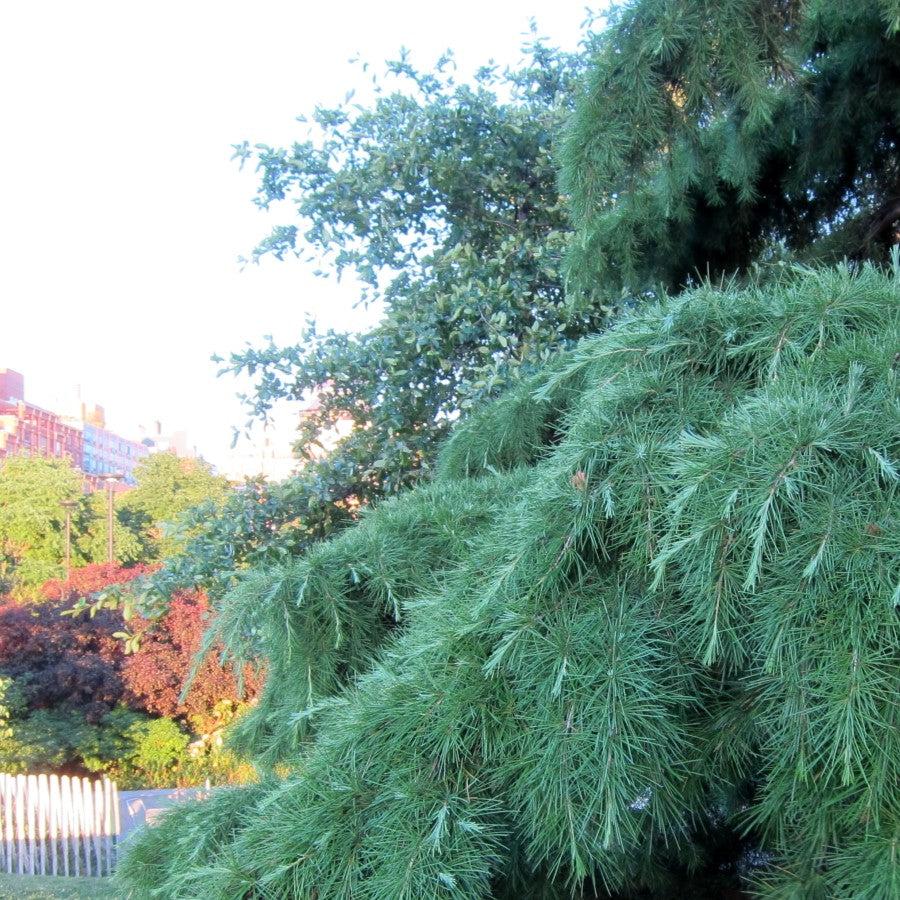 Cedrus deodara 'Kashmir' ~ Kashmir Deodar Cedar-ServeScape