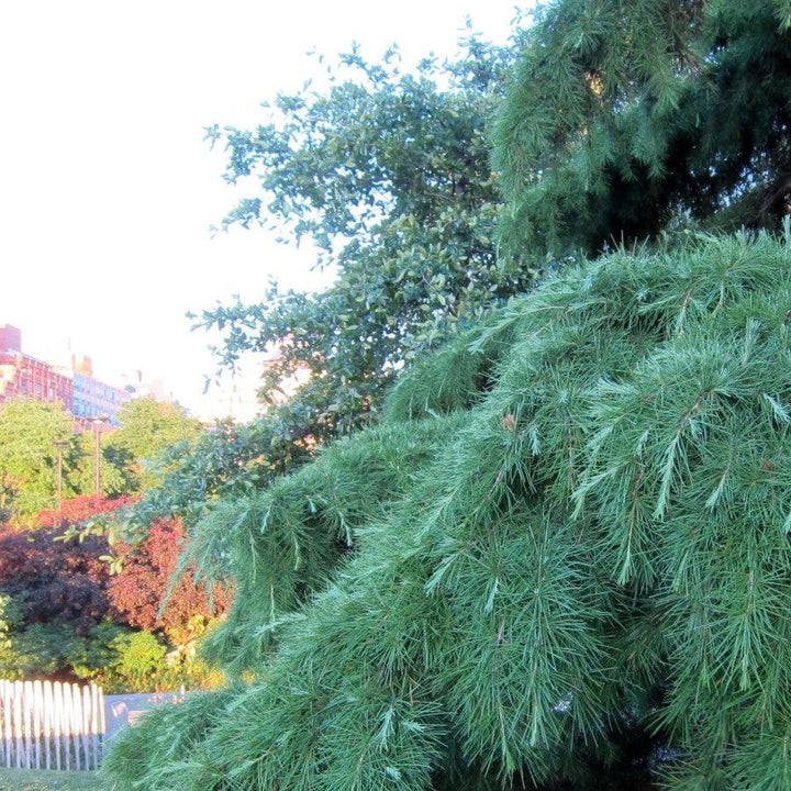 Cedrus deodara 'Kashmir' ~ Kashmir Deodar Cedar-ServeScape