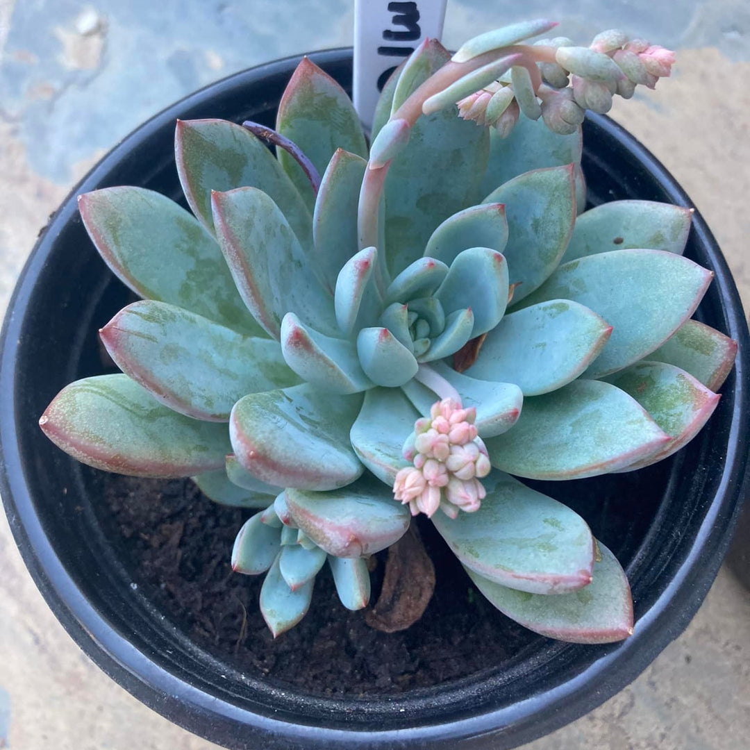 Echeveria 'Yummie' ~ Yummie Echeveria-ServeScape