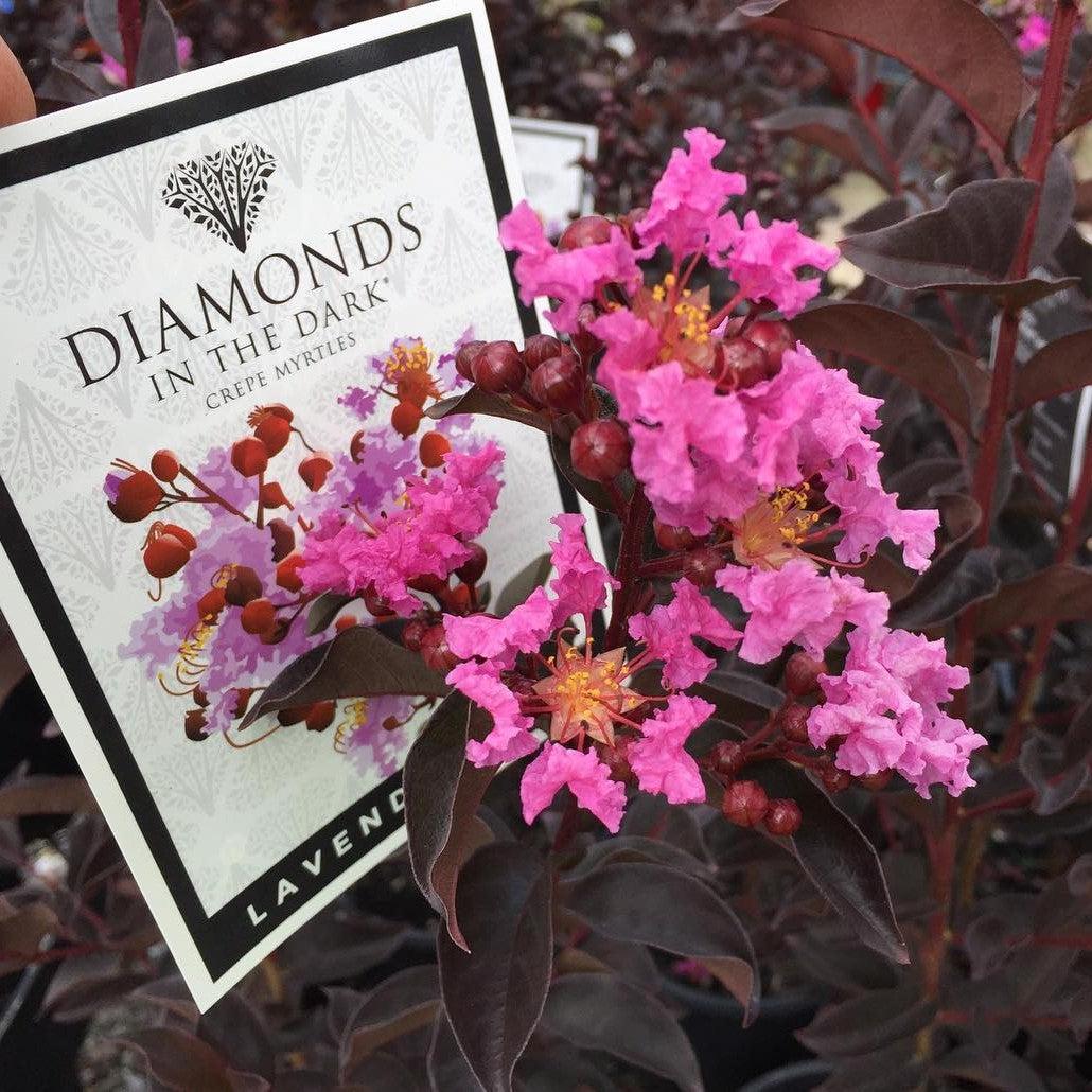 Lagerstroemia 'CS2012-12' ~ Black Diamond® Lavender Lace™ Crape Myrtle-ServeScape