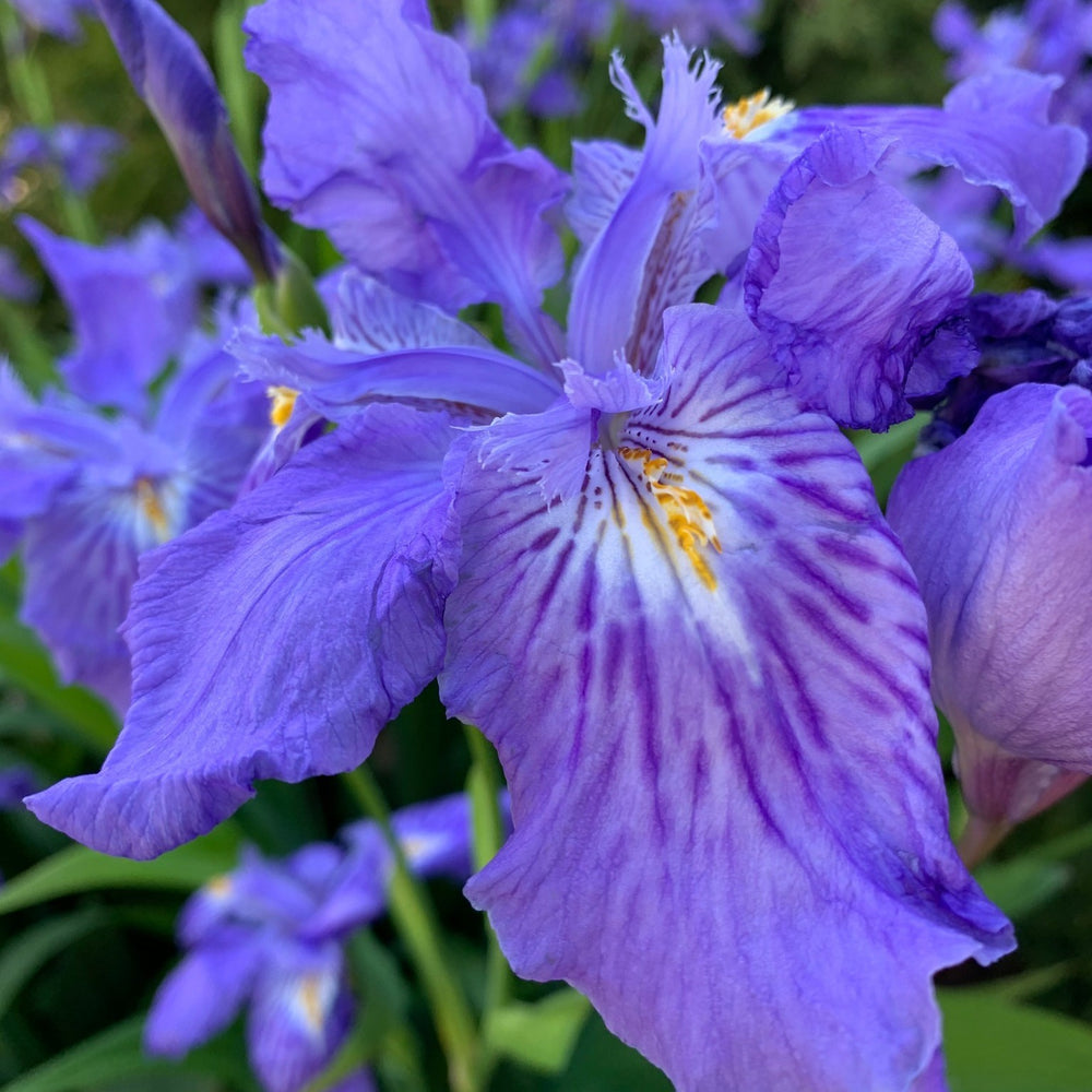 Iris ampliflora 'Ming Treasure' ~ Ming Treasure Ampliflora Iris-ServeScape