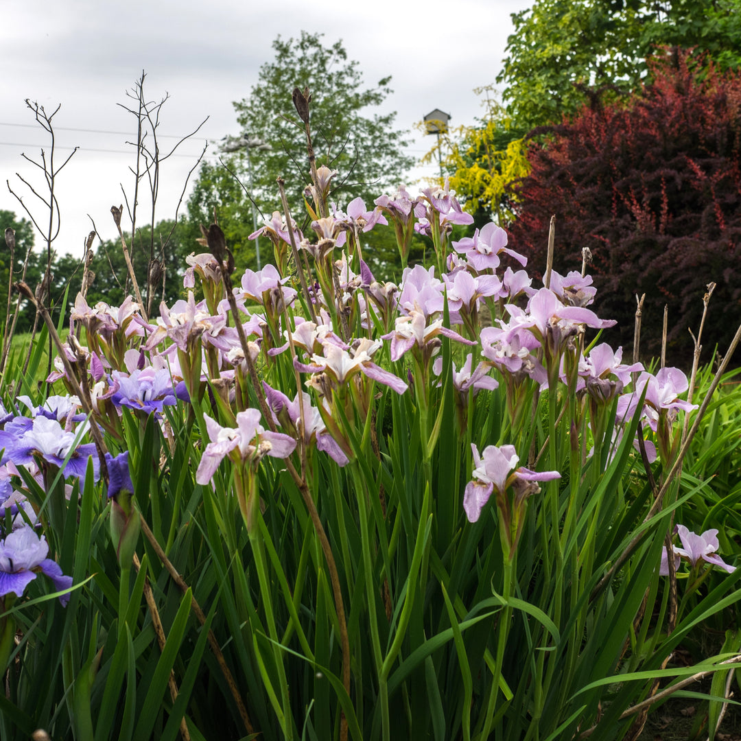 Iris sibirica 'Lavender Bounty' ~ Lavender Bounty Siberian Iris-ServeScape