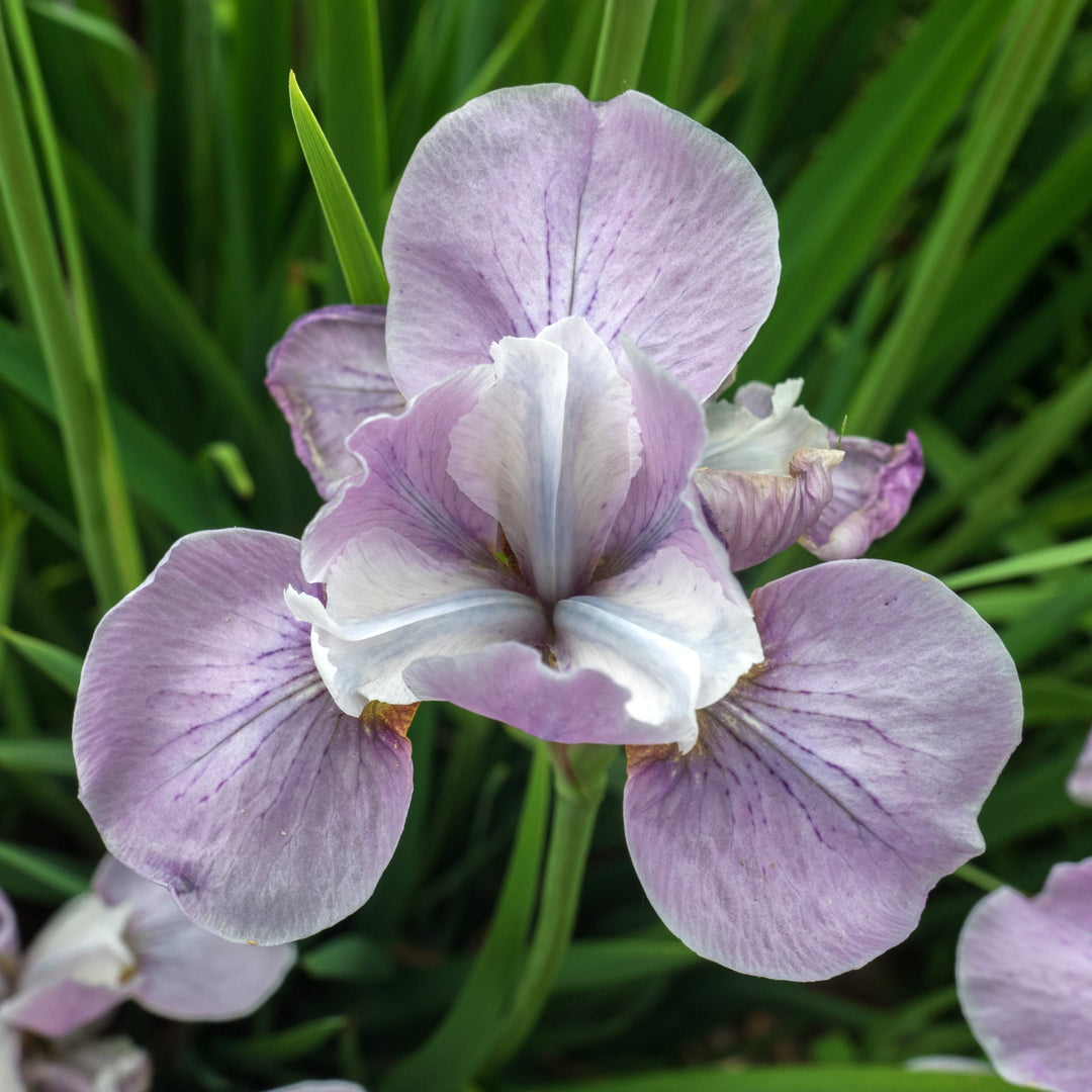 Iris sibirica 'Lavender Bounty' ~ Lavender Bounty Siberian Iris-ServeScape