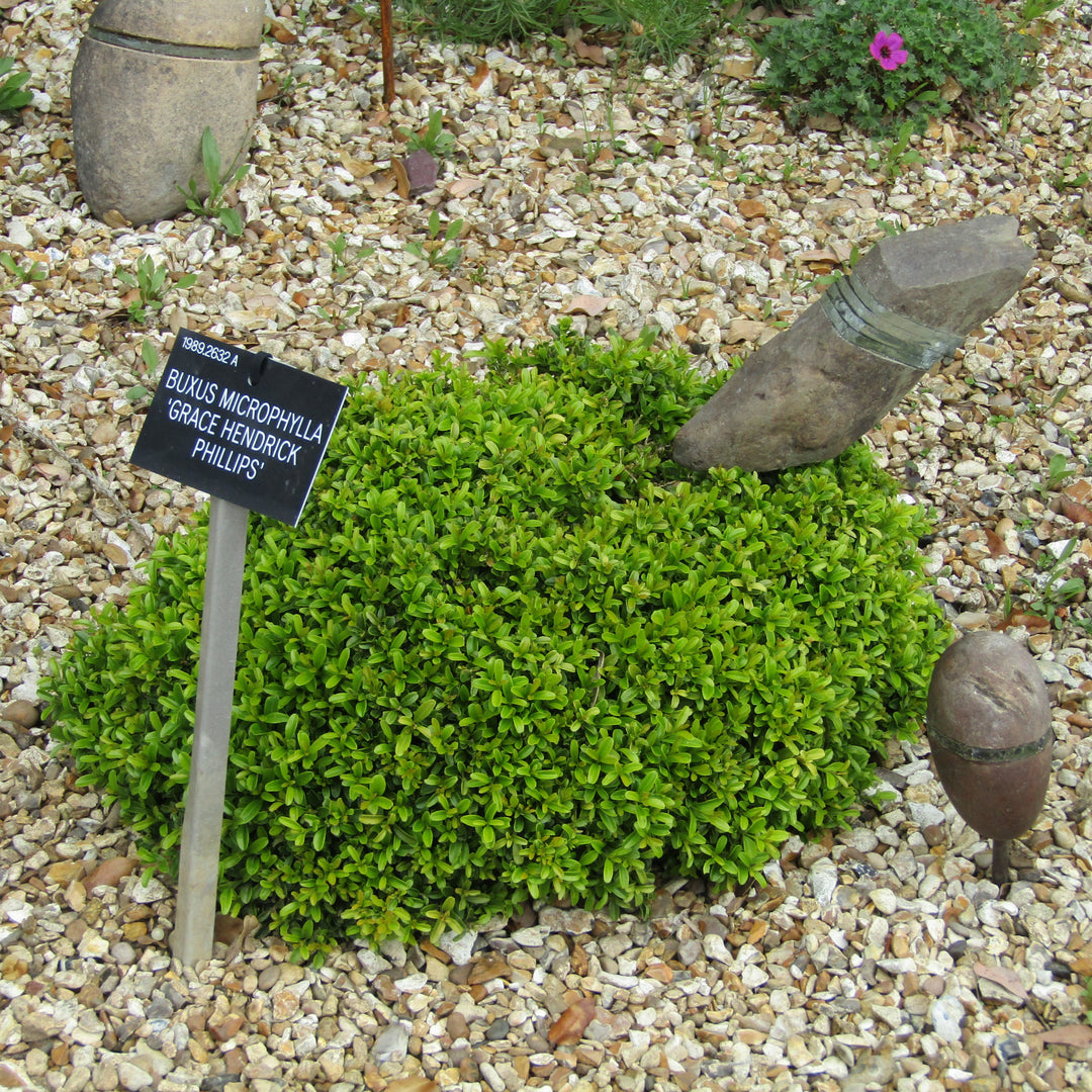 Buxus microphylla 'Grace Hendrick Phillips' ~ Grace Hendrick Phillips Boxwood-ServeScape