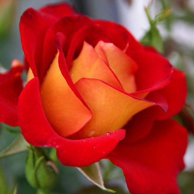 Rosa 'WEKzazette' ~ Ketchup & Mustard™ Floribunda Rose-ServeScape