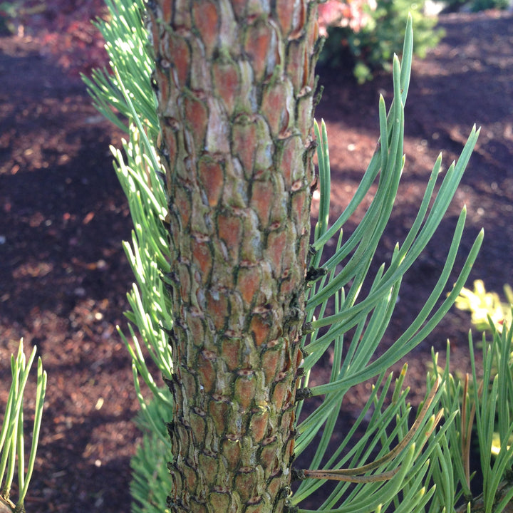 Pinus nigra 'Oregon Green' ~ Oregon Green Black Pine-ServeScape