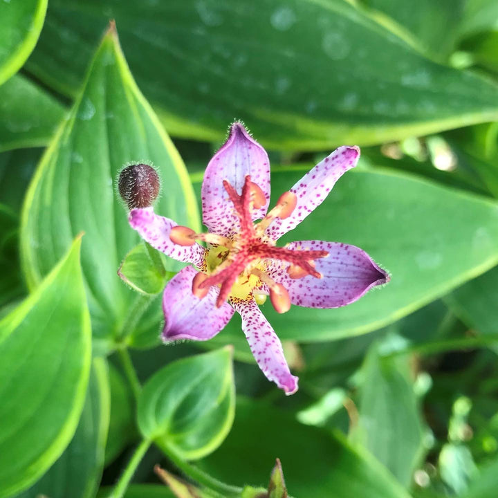 Tricyrtis formosana 'Gilt Edge' ~ Gilt Edge Toad Lily-ServeScape