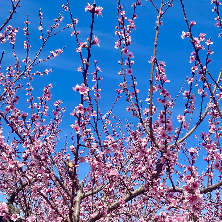 Prunus persica 'Ruston Red' ~ Ruston Red Peach-ServeScape