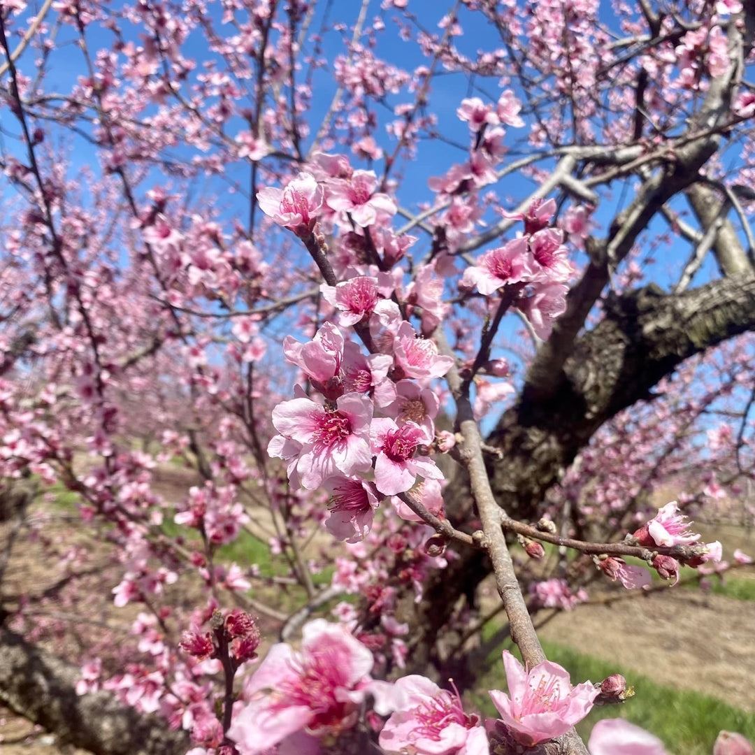 Prunus persica 'Ruston Red' ~ Ruston Red Peach-ServeScape