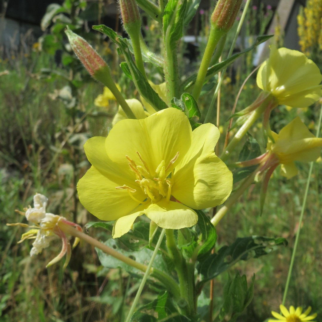Oenothera biennis ~ Evening Primrose-ServeScape