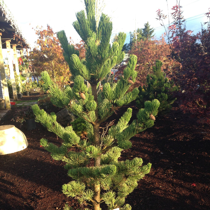 Pinus nigra 'Oregon Green' ~ Oregon Green Black Pine-ServeScape