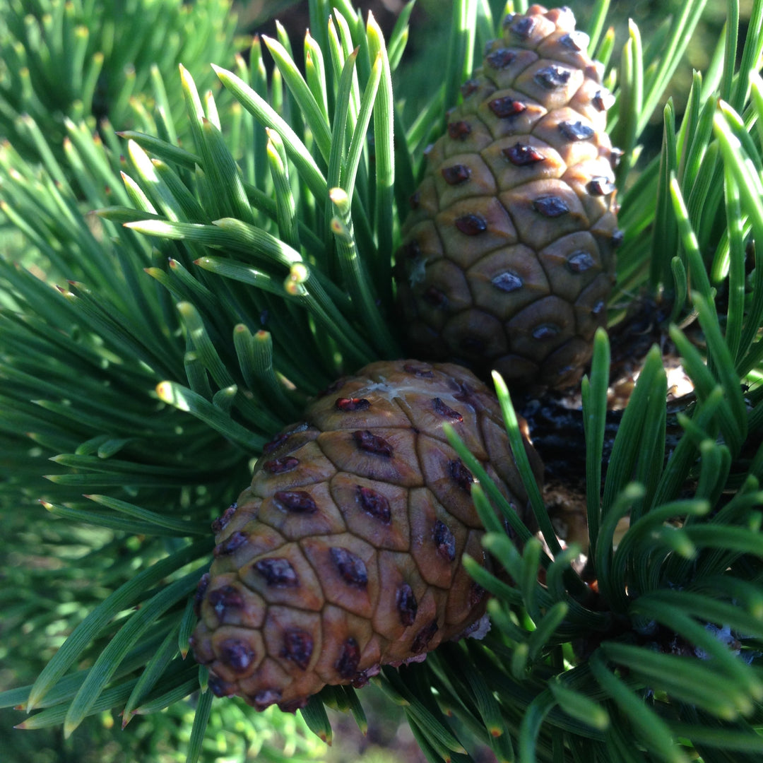 Pinus nigra 'Oregon Green' ~ Oregon Green Black Pine-ServeScape